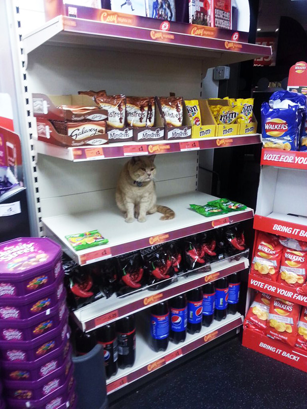 gato-supermercado-sainsburys-londres-olly-oliver (4)