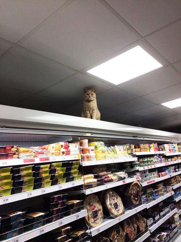 gato-supermercado-sainsburys-londres-olly-oliver (5)