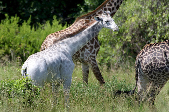 Una rara jirafa blanca ha sido vista en Tanzania