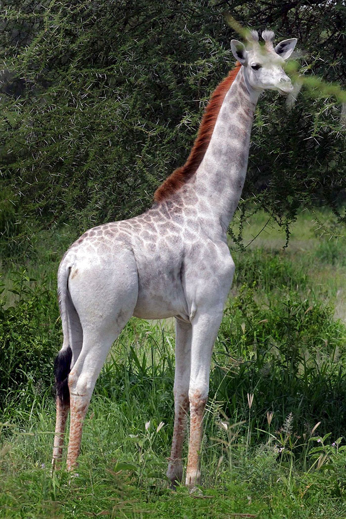 Una rara jirafa blanca ha sido vista en Tanzania