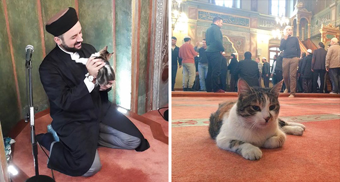 Este imán abre las puertas de su mezquita a los gatos callejeros para que tengan calor