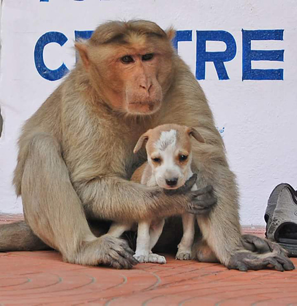 Este mono adoptó un cachorro, lo defiende de los perros callejeros y le deja comer primero