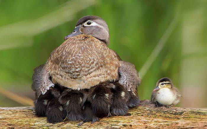 20 Aves cuidando de sus polluelos