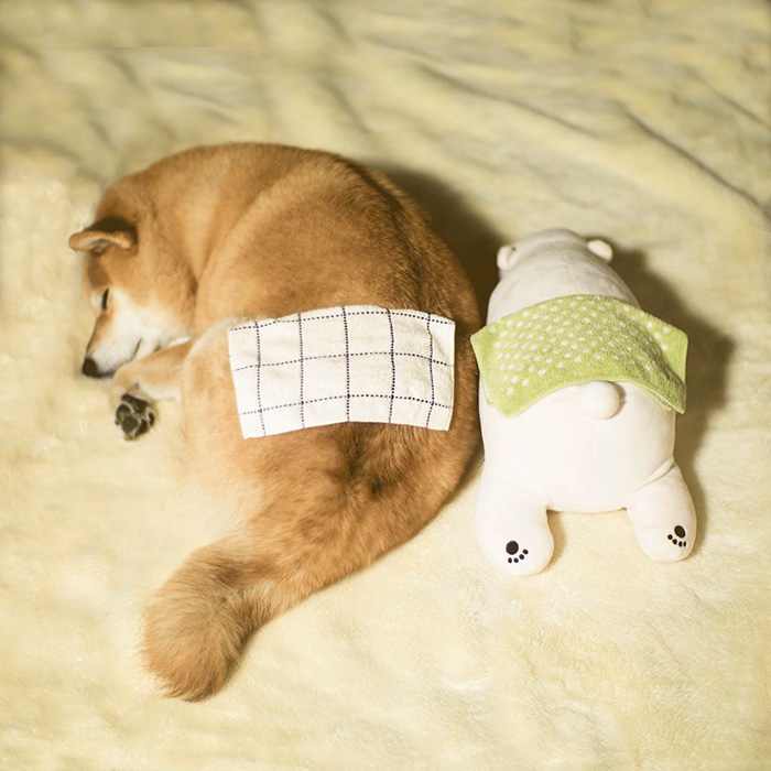 perro-shiba-inu-maru-dormir-igual-oso-peluche (9)