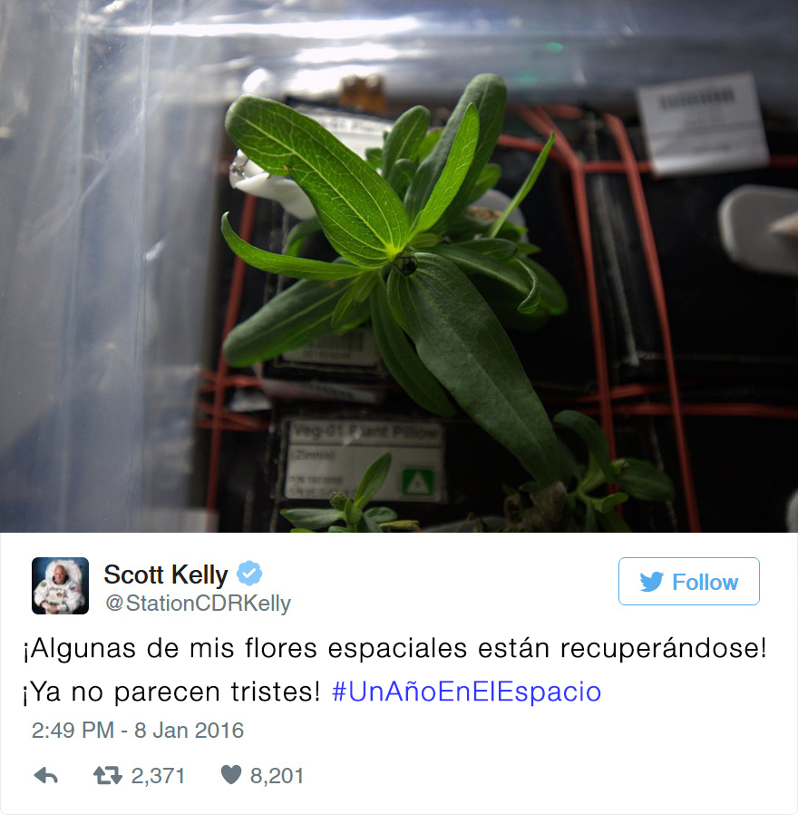 Un astronauta de la NASA consigue cultivar por 1ª vez una flor en el espacio
