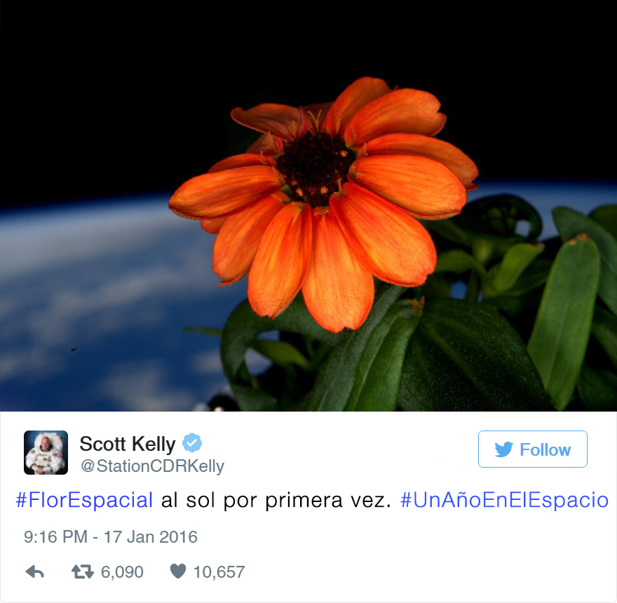 Un astronauta de la NASA consigue cultivar por 1ª vez una flor en el espacio