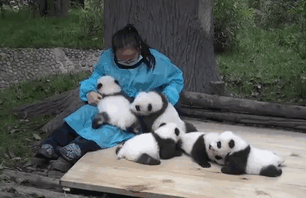 trabajo-cuidador-pandas-centro-proteccion-china (1)