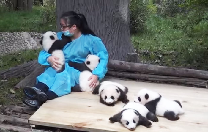 trabajo-cuidador-pandas-centro-proteccion-china (1)