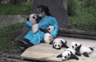 trabajo-cuidador-pandas-centro-proteccion-china (2)