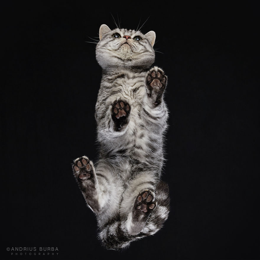 Under-cats: Hago fotos a gatos desde abajo