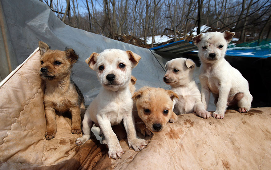 Esta mujer surcoreana cuida de 200 perros que salvó de morir
