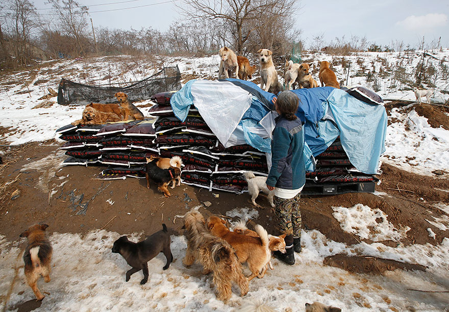 Esta mujer surcoreana cuida de 200 perros que salvó de morir