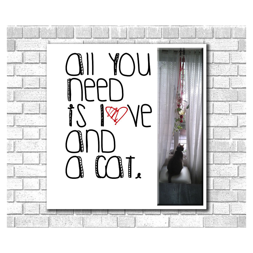 Todo Lo Que Necesitas Es Amor Y Un Gato