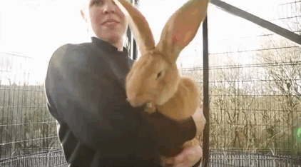 Este adorable conejo rescatado del tamaño de un perro está buscando un nuevo hogar