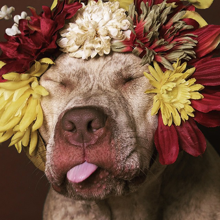"Pit Bull Flower Power" ya ha encontrado hogar a más de 140 perros