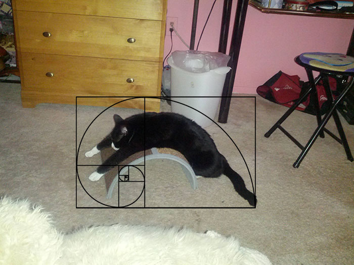 composicion-gatos-secuencia-fibonacci (1)