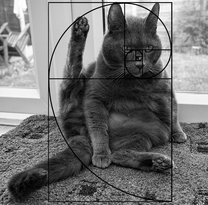 composicion-gatos-secuencia-fibonacci (10)