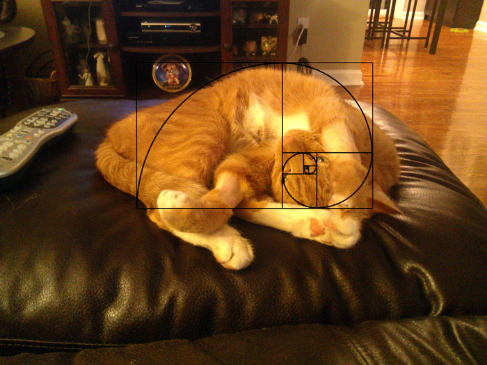 composicion-gatos-secuencia-fibonacci (3)