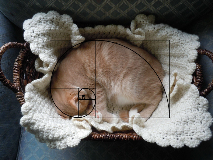 composicion-gatos-secuencia-fibonacci (4)