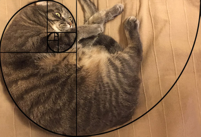 composicion-gatos-secuencia-fibonacci (5)
