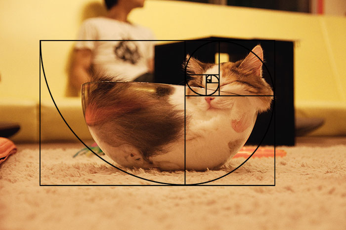 composicion-gatos-secuencia-fibonacci (6)