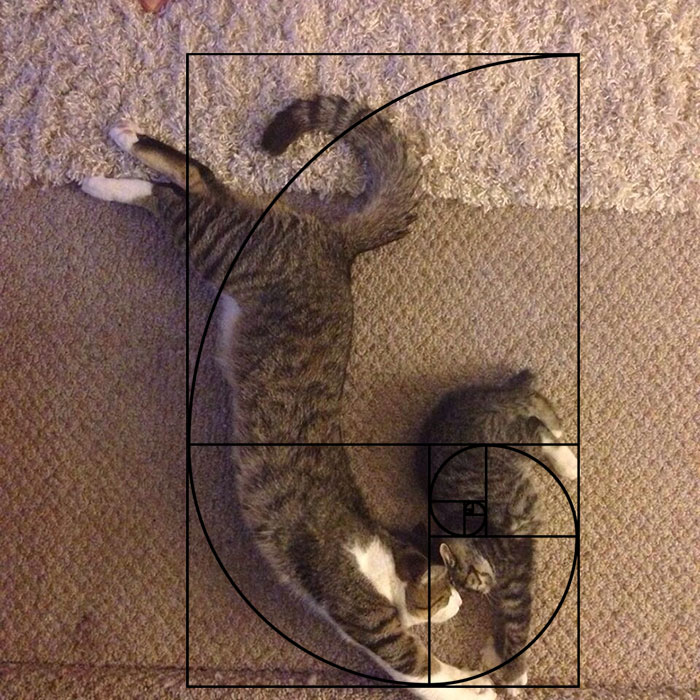 composicion-gatos-secuencia-fibonacci (8)