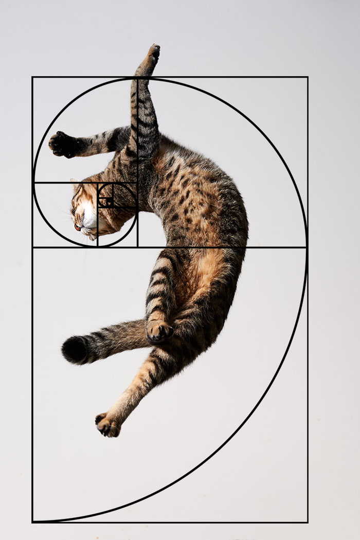 composicion-gatos-secuencia-fibonacci (9)