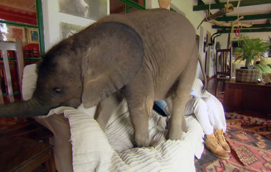 Esta cría de elefante no deja de seguir a su rescatadora que lo salvó de morir