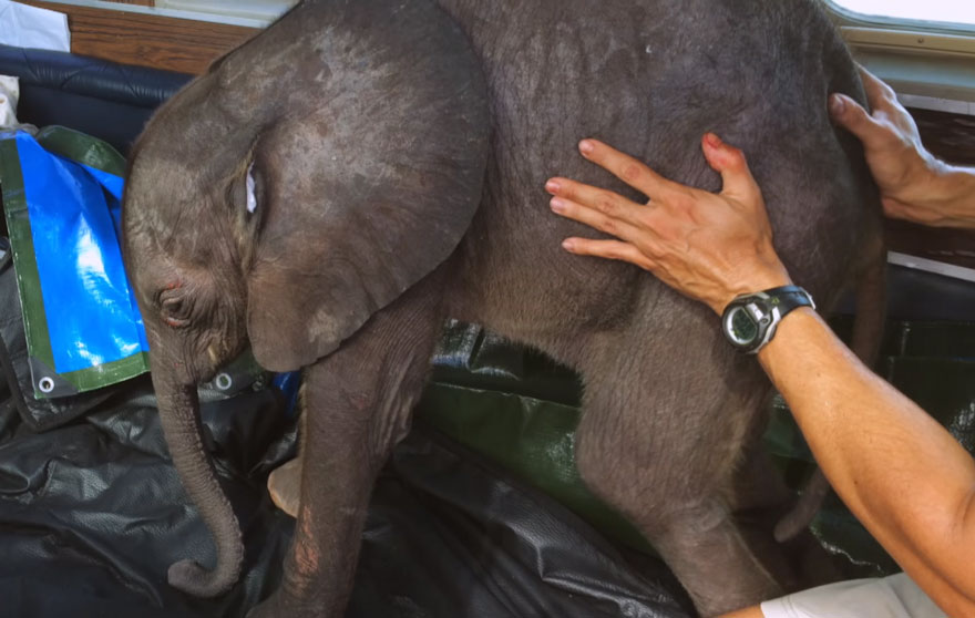 Esta cría de elefante no deja de seguir a su rescatadora que lo salvó de morir