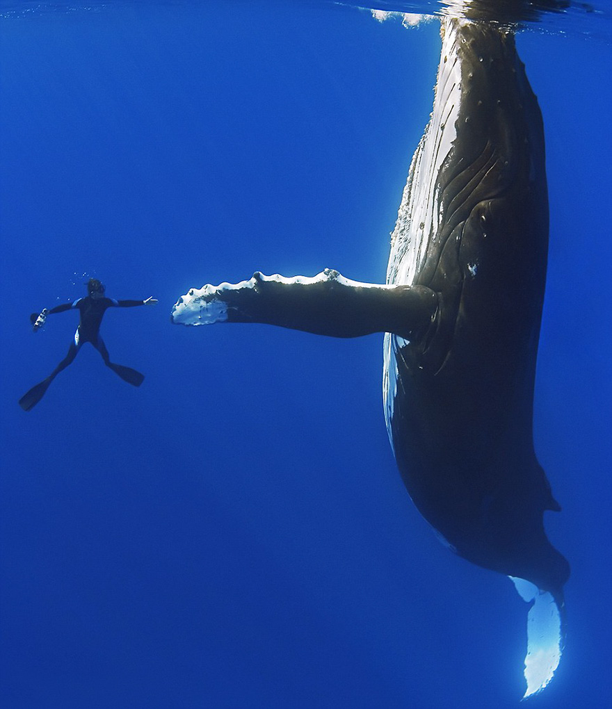 dia-mundial-ballenas (13)