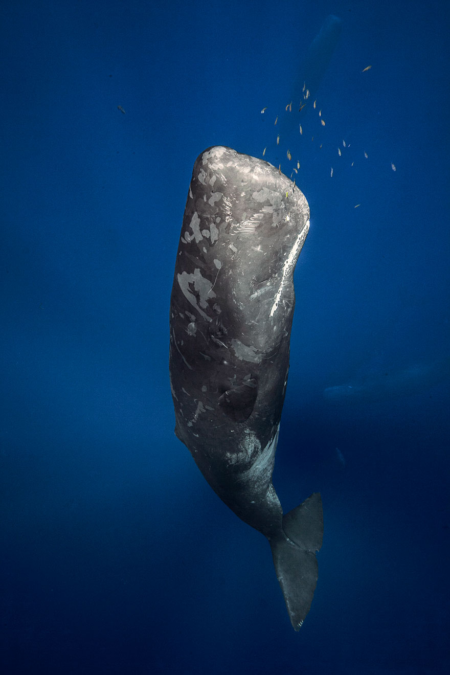 dia-mundial-ballenas (34)