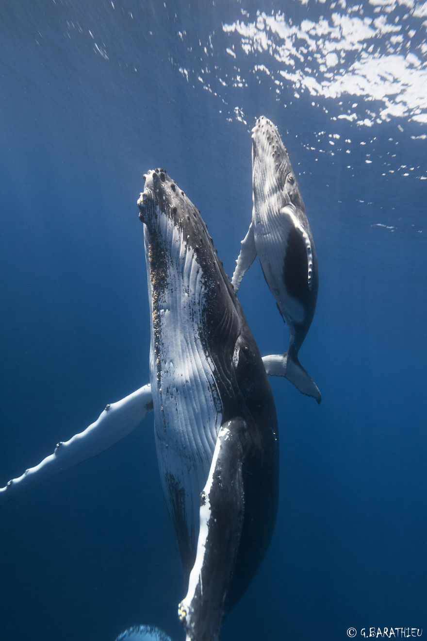 dia-mundial-ballenas (54)