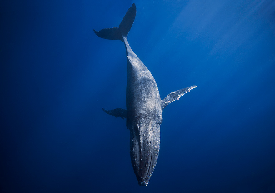 dia-mundial-ballenas (57)