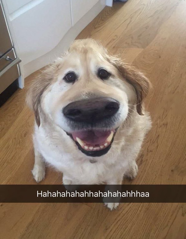 Este filtro de Snapchat hace que tu perro se parezca a Dug de la película "Up"