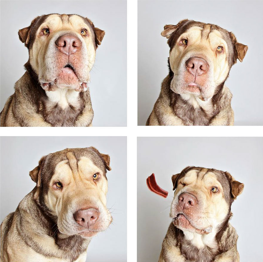 Estas sesiones de fotomatón ayudan a los perros de este refugio a conseguir un hogar (2ª parte)