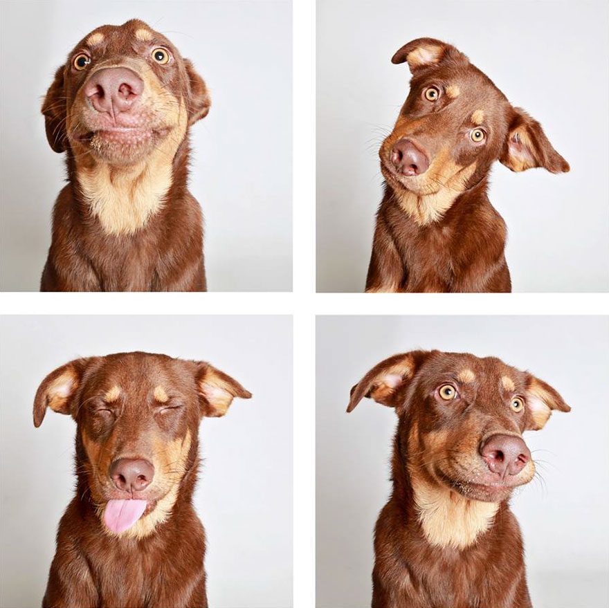 Estas sesiones de fotomatón ayudan a los perros de este refugio a conseguir un hogar (2ª parte)