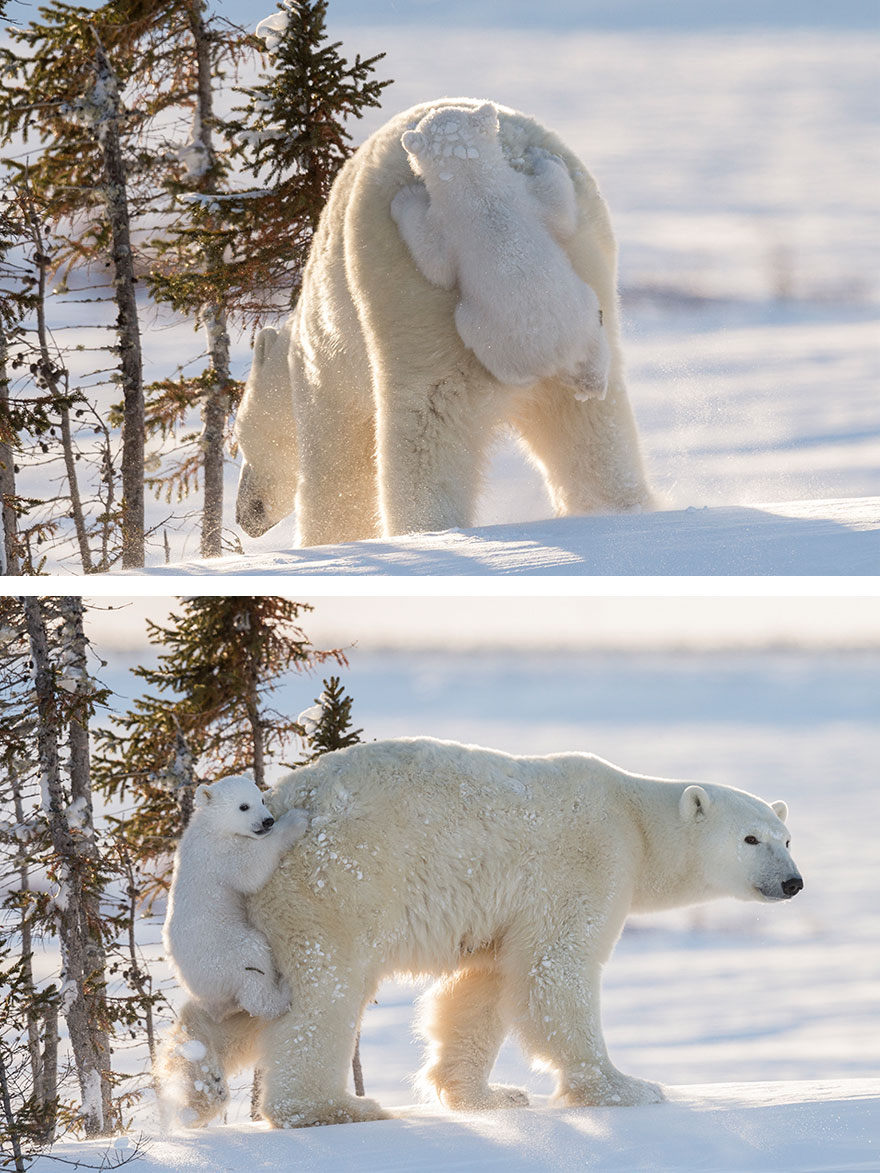 13 Adorables oseznos polares para celebrar el Día Internacional del Oso Polar