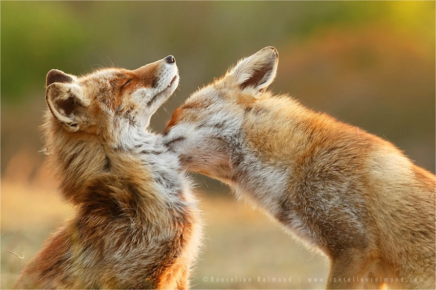 Esta fotógrafa demuestra que los zorros son criaturas extremadamente amorosas