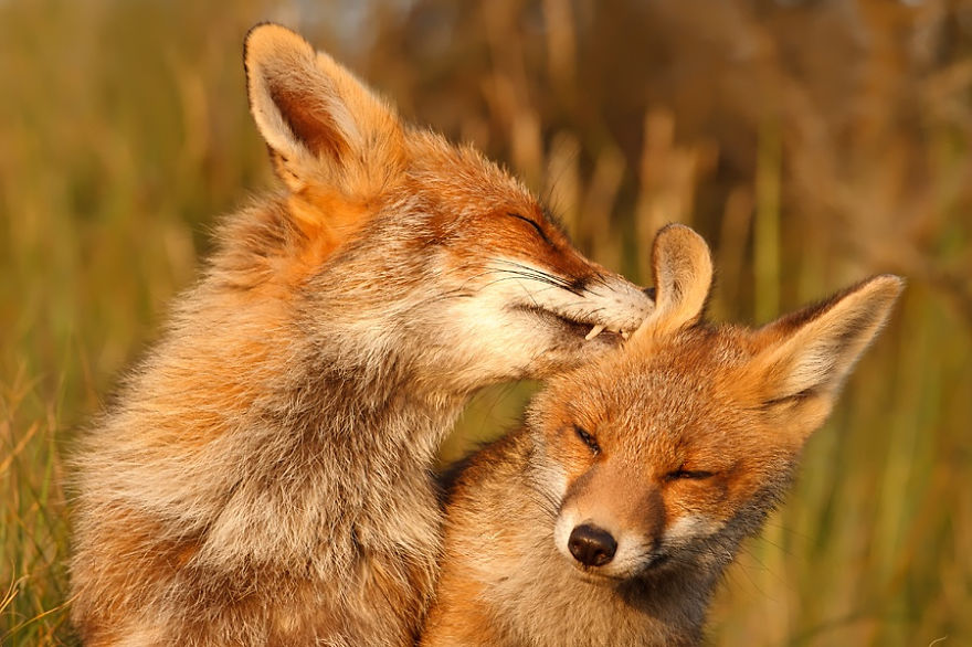 Esta fotógrafa demuestra que los zorros son criaturas extremadamente amorosas
