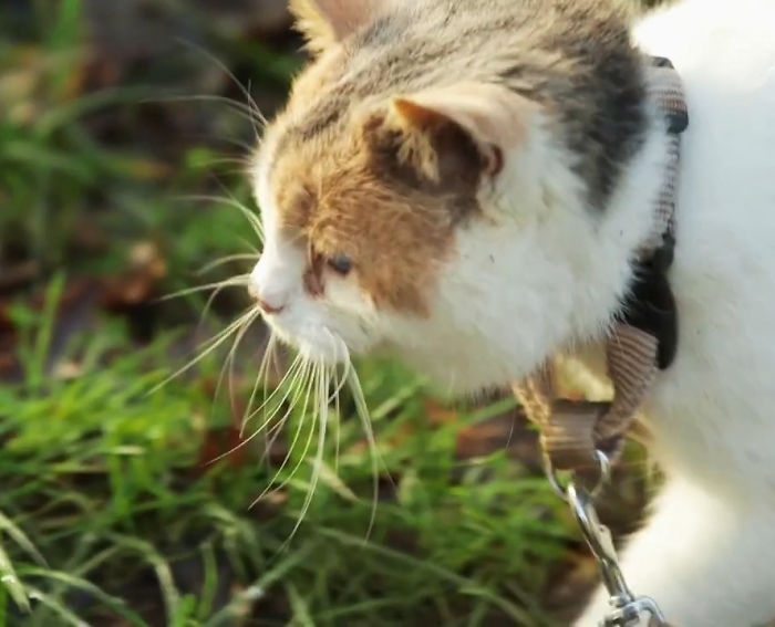 gato-ciego-rescatado-excursiones-stevie-irlanda (1)