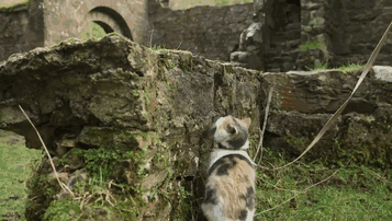 gato-ciego-rescatado-excursiones-stevie-irlanda (3)
