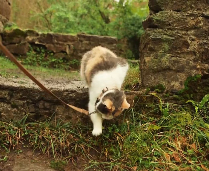 gato-ciego-rescatado-excursiones-stevie-irlanda (3)