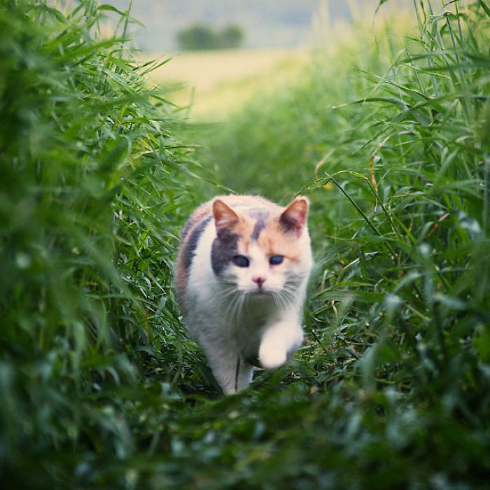gato-ciego-rescatado-excursiones-stevie-irlanda (4)