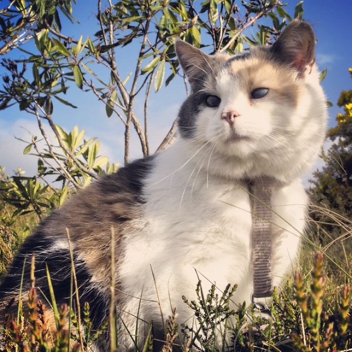 gato-ciego-rescatado-excursiones-stevie-irlanda (8)