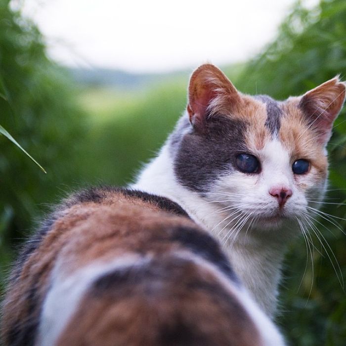 gato-ciego-rescatado-excursiones-stevie-irlanda (9)