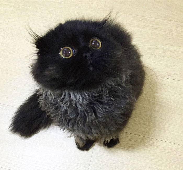 Este es Gimo, el gato con los ojos más enormes