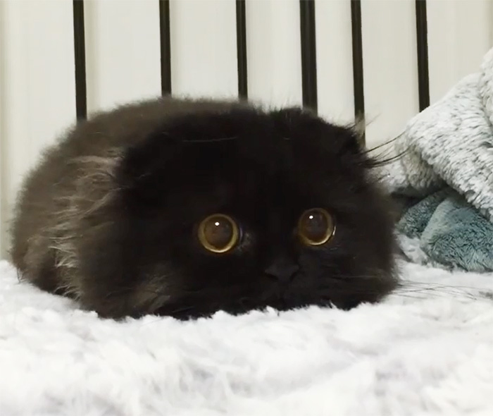 Este es Gimo, el gato con los ojos más enormes