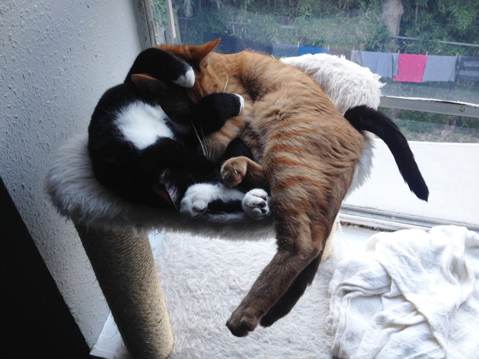 hermanos-gatos-adoptados-dormir-juntos-barnaby-stoche (1)