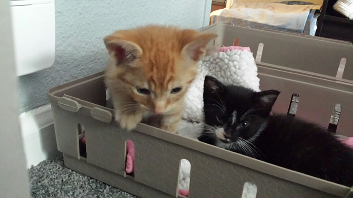 hermanos-gatos-adoptados-dormir-juntos-barnaby-stoche (10)