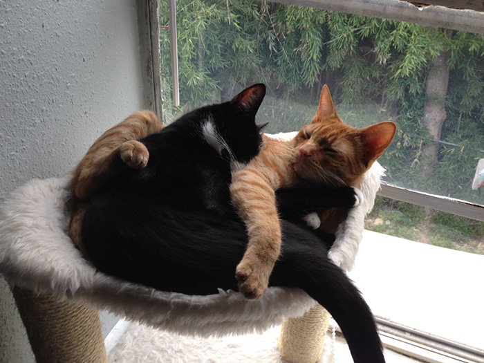 hermanos-gatos-adoptados-dormir-juntos-barnaby-stoche (11)